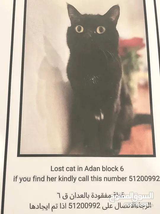 قطه مفقوده lost cat