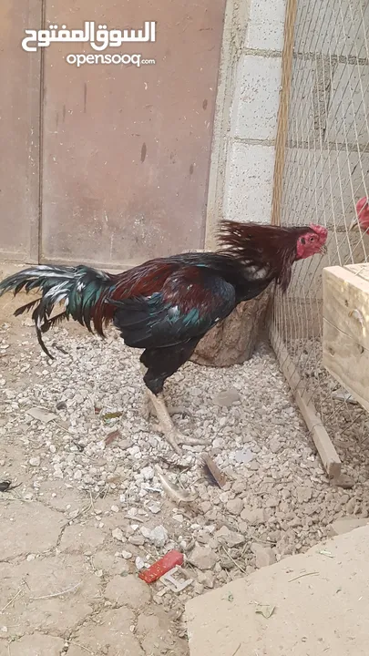 دجاج بكستاني