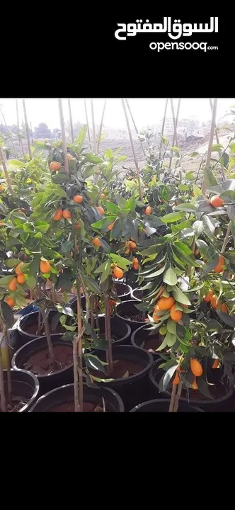 الأشجار المثمرة وأشجار الزينة هي الخيار الأمثل لمن يسعى إلى طبيعة خلابة ومحاصيل غنية!