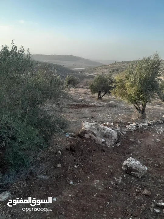 ارض زيتون للبيع