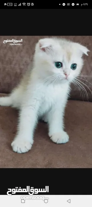 ذكر جولدن cy12من عائله مسجله ومستورده