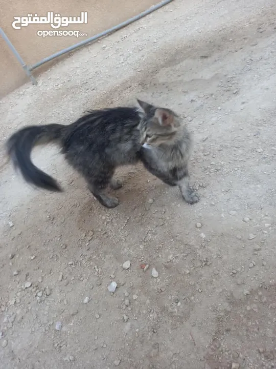 قط مكس / بلدي