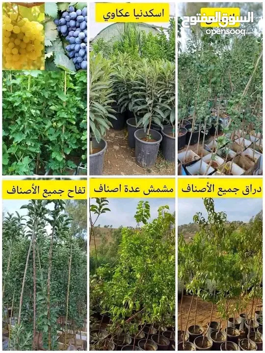 يتوفر جميع أنواع الاشجار  حمضيات لوزيات شجر زينه نسعد بخدمتكم
