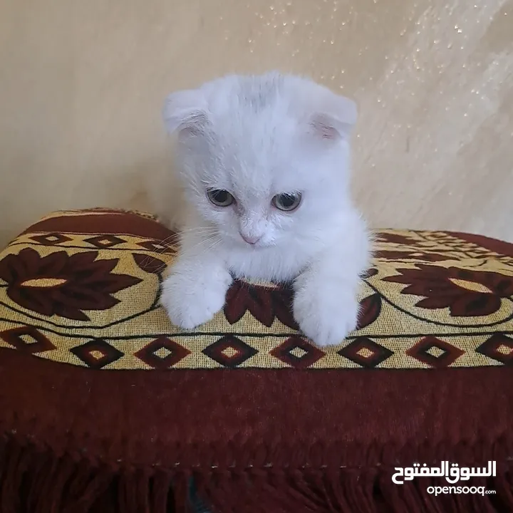 تواصل واتساب  " قطط هملايا وسكوتش فولد "