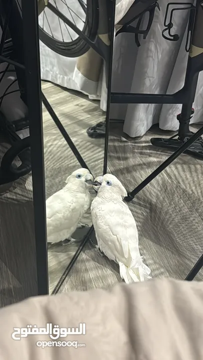 cockatoo  كوكاتو