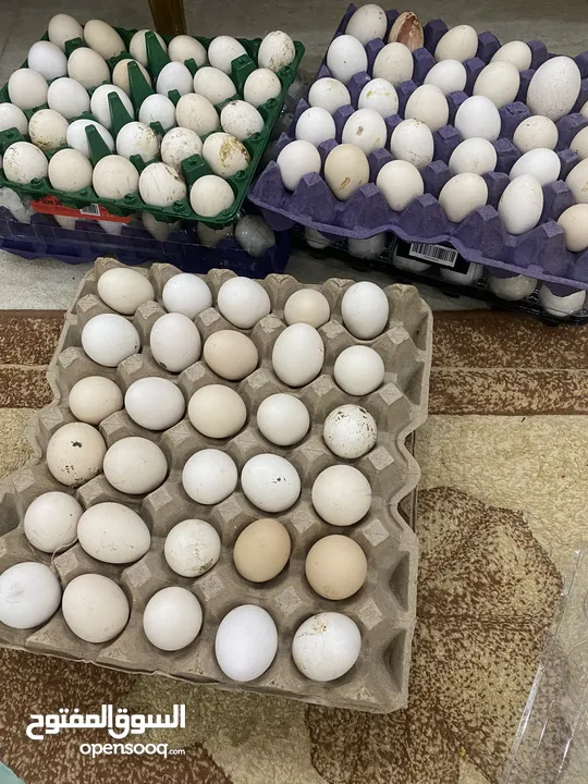 بيض دجاج عماني و فرنسي مخصب