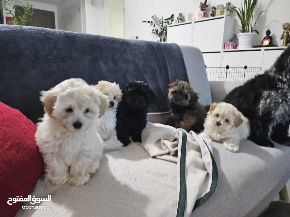 Maltipoo puppies