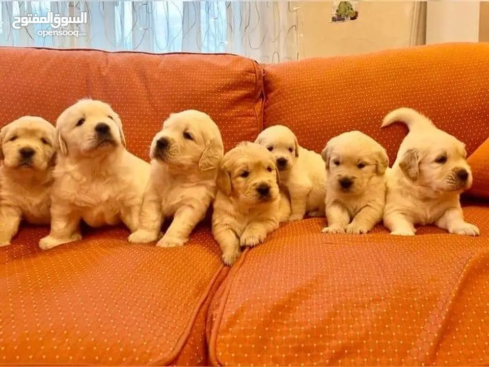 جولدن ريتريفر بريطاني آصلي  Golden retriever pure اعلى مستوى في الشرق الاوسط