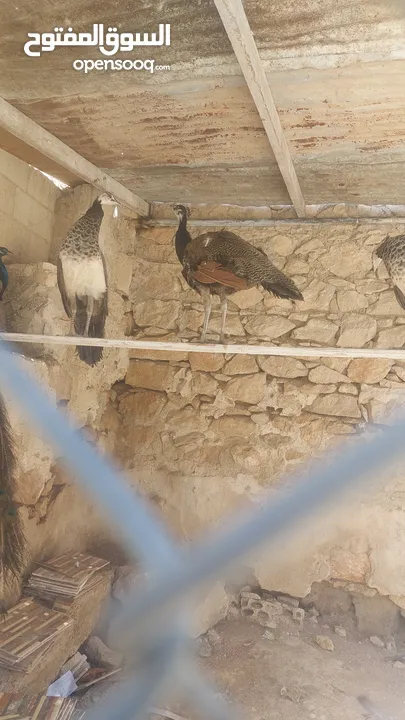 ذكر طاووس وجوز اناثي