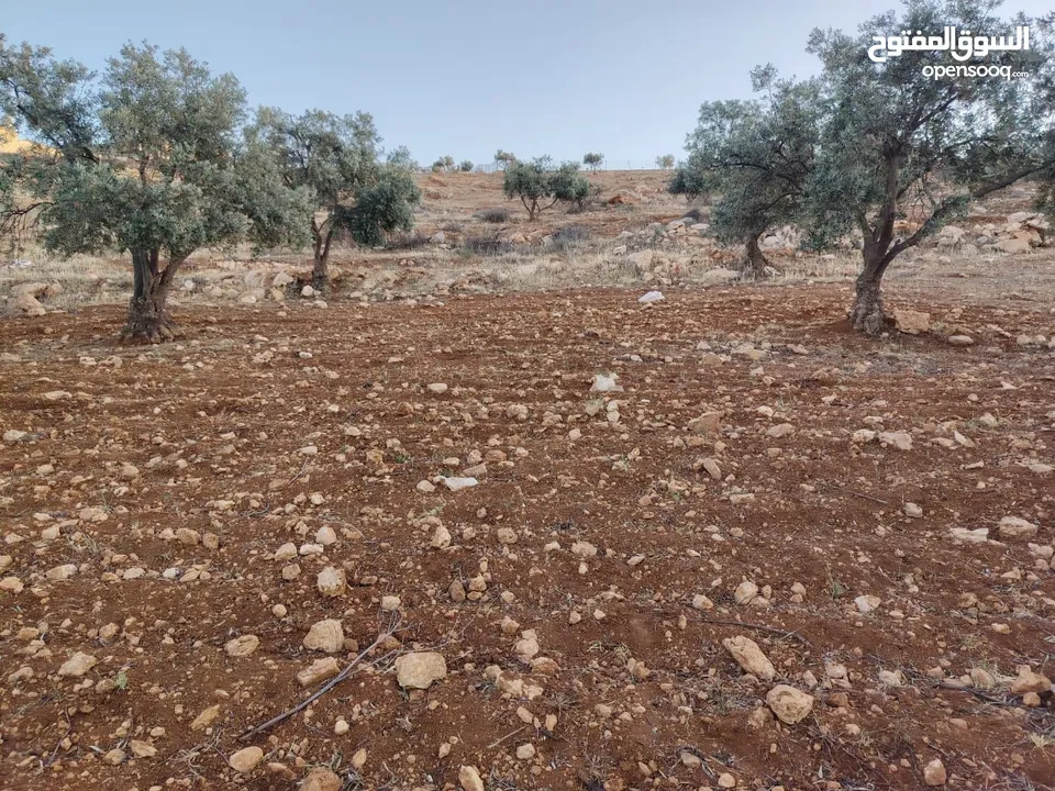 مزرعة لقطة مميزة مشجرة جرش دحل مساحة 3دونمات ونصف