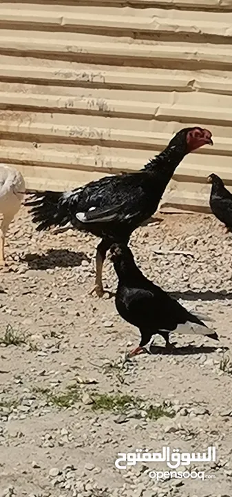 صوص باكستاني حر بزرة خشنة عمر شهر