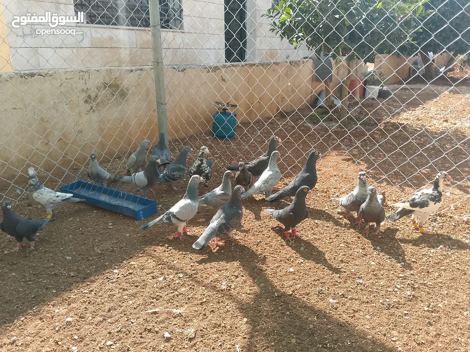 حمام للبيع قرقاطي