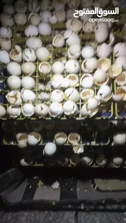 يتوفر بيض بلدي مخصب للتفقيس تتوفر كميات تصل إلى 800بيضه يوميا