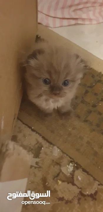 Scottish fold and hamalayan kittens