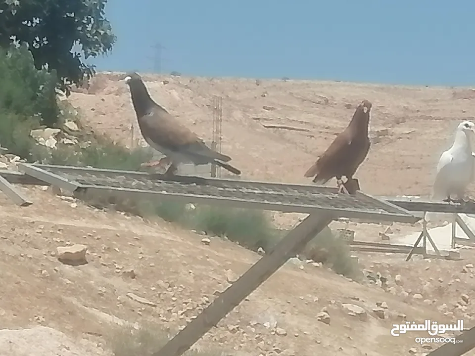 حمام للبيع