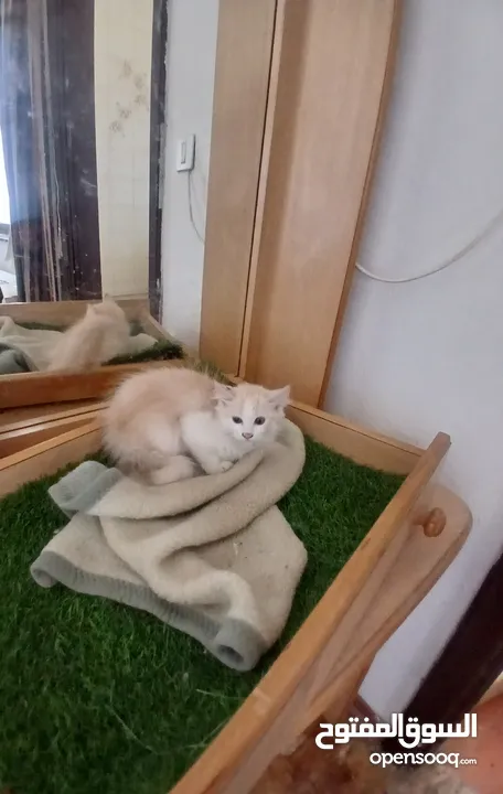 قطة انثى و ابنتها شينشيلا