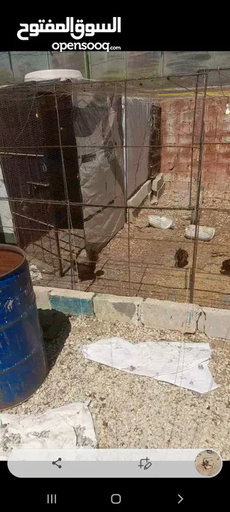 دجاج للبيع الصلاة على النبي بياض صحة ونضافه مع ديوك ماخد جميع المطاعيم