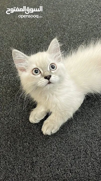 cute and healthy kitten with its essentials