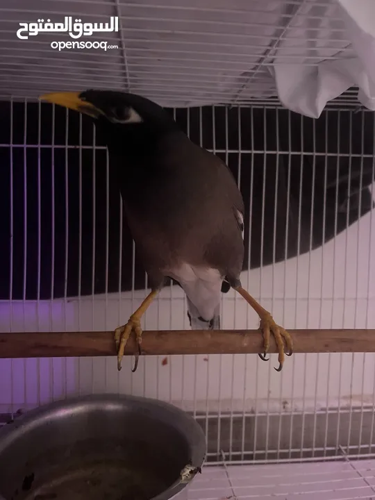 مينا اليفه جدا مناسبه الى الاطفال