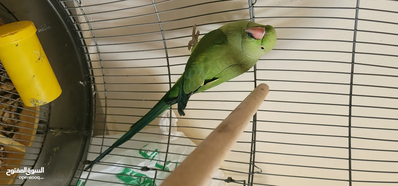 Green ringneck female