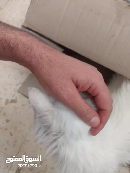 قط اليف معها اربع عمرهم شهرين