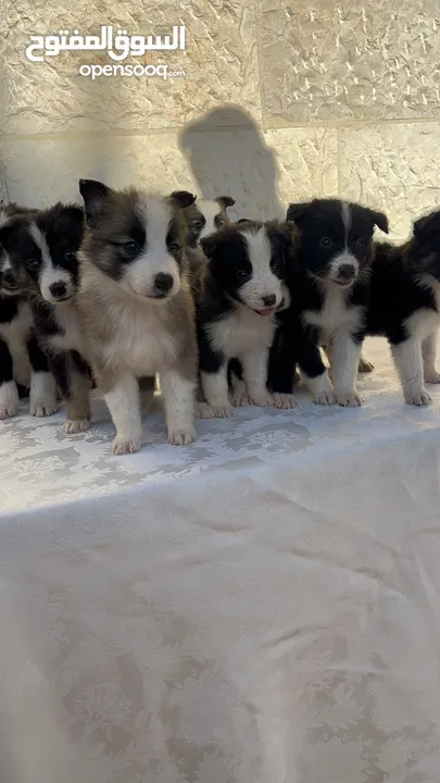 Border collie لاول مرة في الاردن