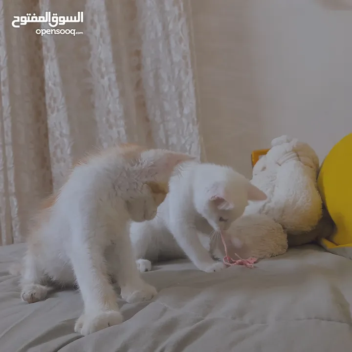 قطط لتبني ذكر وانثى عمر شهرين ونص