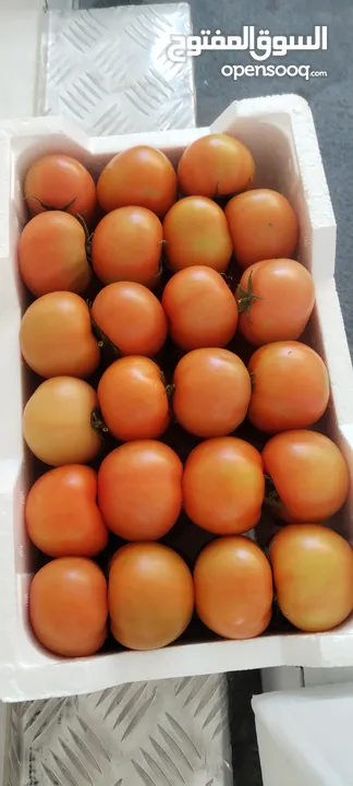 نحن شركة رائدة في مجال الزراعة مع مزارعنا الخاصة. نحن نقدم طماطم ماهامي