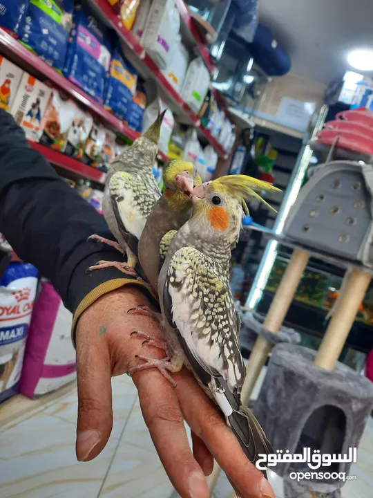 كوكتيل ازبيلا حبات نخب أليفة جدا اقرأ الوصف