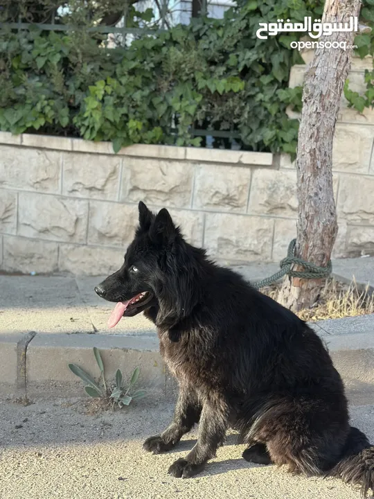 انثى رويال بلاك Female German Shepard Royal Black 10 months
