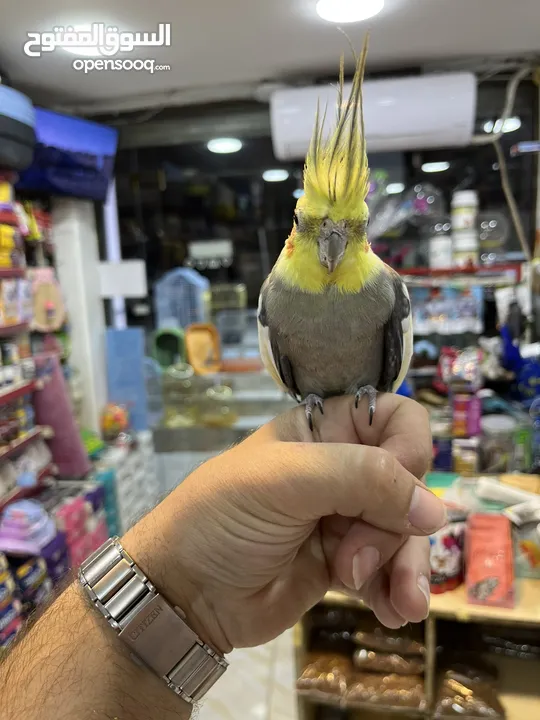 كوكتيل اليف فحل عليه عرض