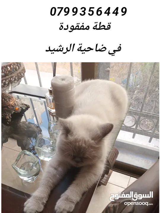 قطه مفقوده