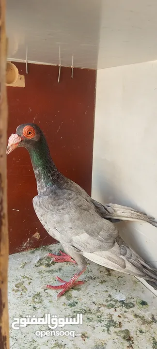 حمام للبيع