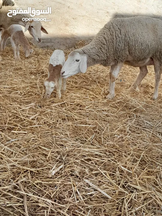 اغنام غربي و سردي شتلى عالية الجودة