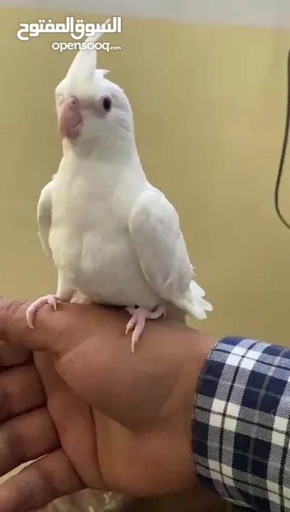 3 حبات كوكتيل البينو عين حمراء