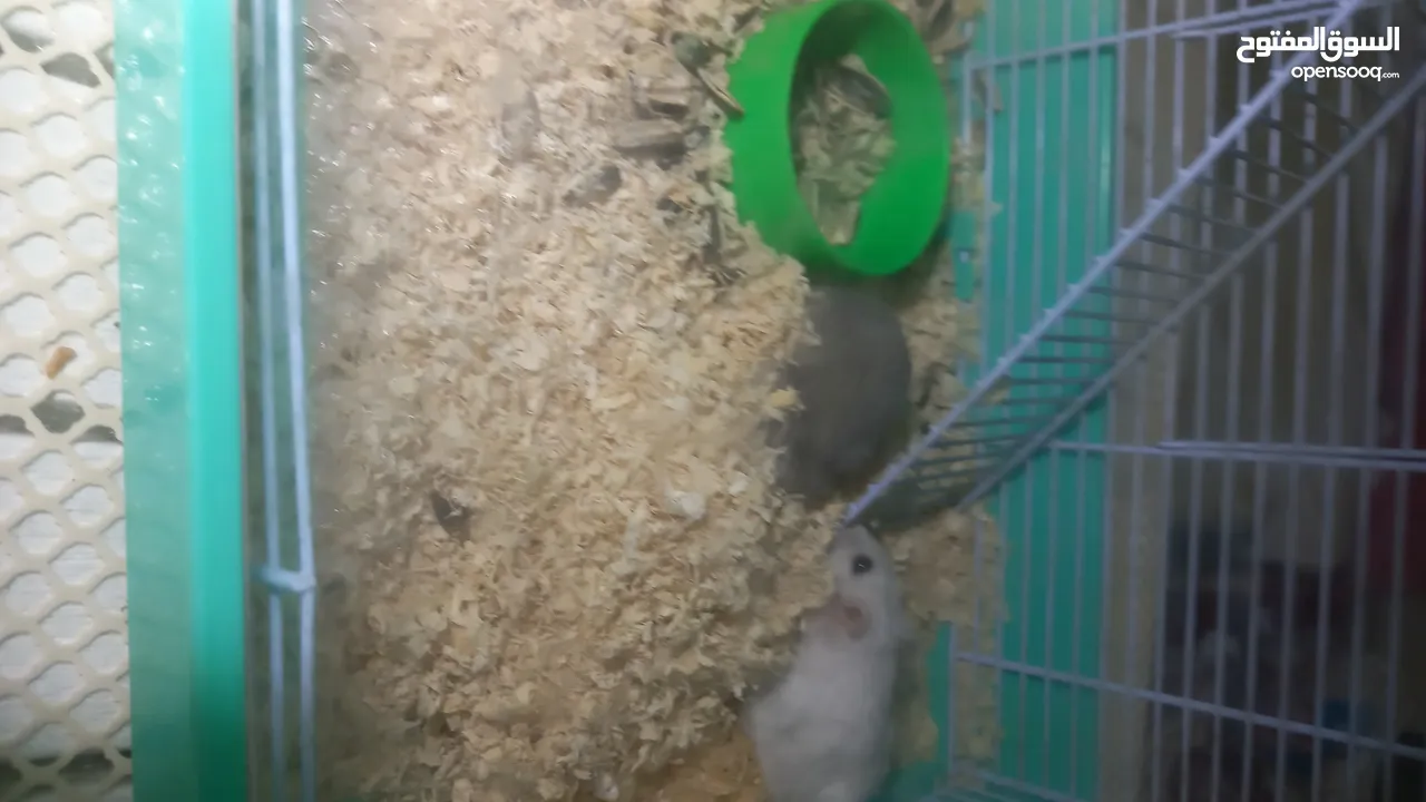 cute hamster with its cage with a box of food with a box of seeds