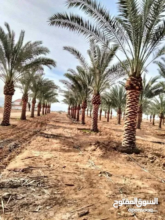 نخل مثمر جميع الارتفاعات