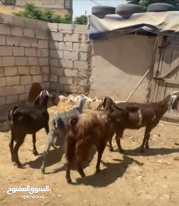 صلي على النبي  ماشاء الله شغل حليب  4 معزا 3 ثنايا 1رباعيه السعر 600