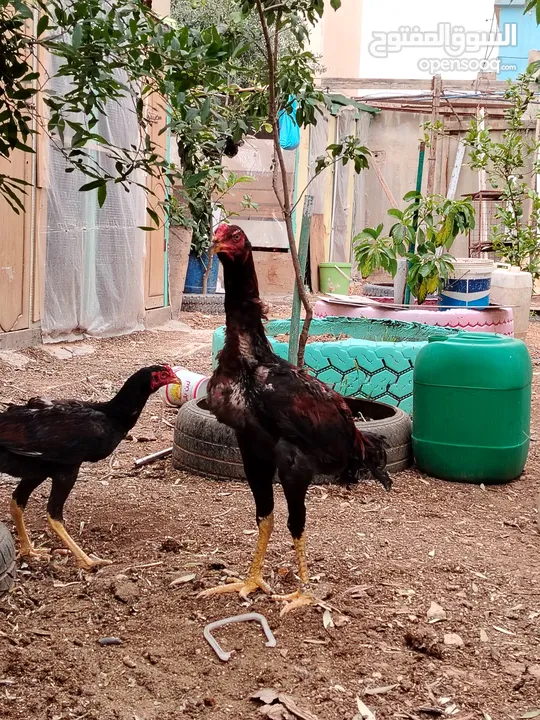 باكستاني، براهما، امهات لاحم فرخات عمر 3 شهور  صوص باكستاني حر  ديوك باكستاني خط أول و فرخات شغالة