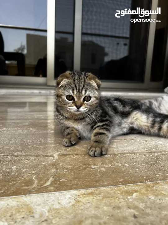 Scottish Fold Cats