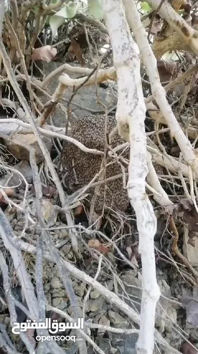 عسل بوطويق جبلي من أعالي الجبال