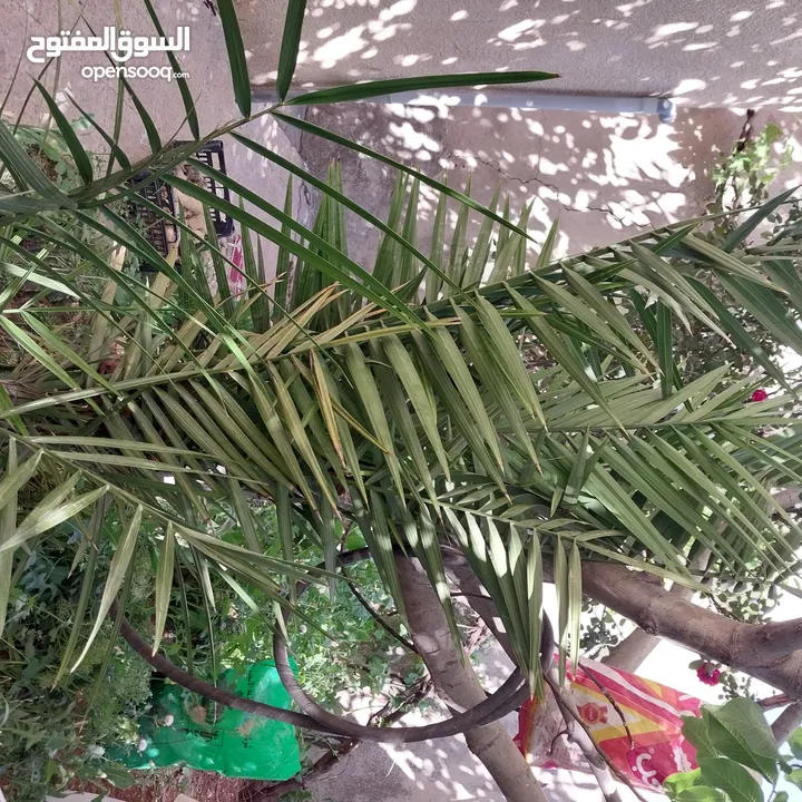 شجرة نخيل وعدد من أشتال صبار الألوفيرا خريبة السوق الجويدة الكيبو