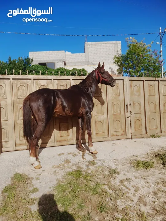 .حصان نخب اول قرائة الوصف