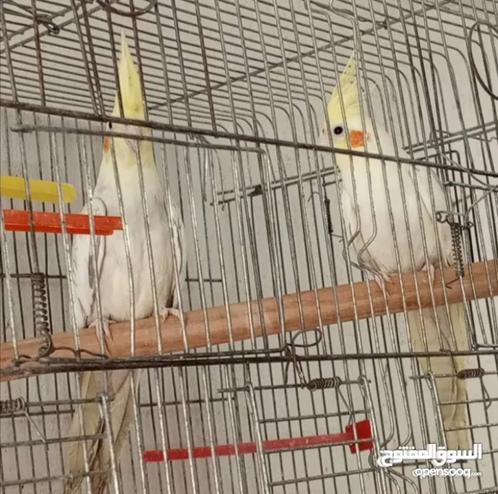 جوز كوكتيل لاتينو منتج اهالي فراخ تحتو 5 بيضات ولسى ما كمل بيض