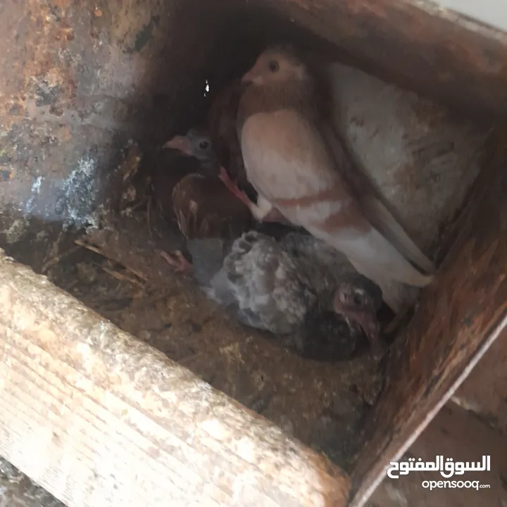 حمام منوع وملون
