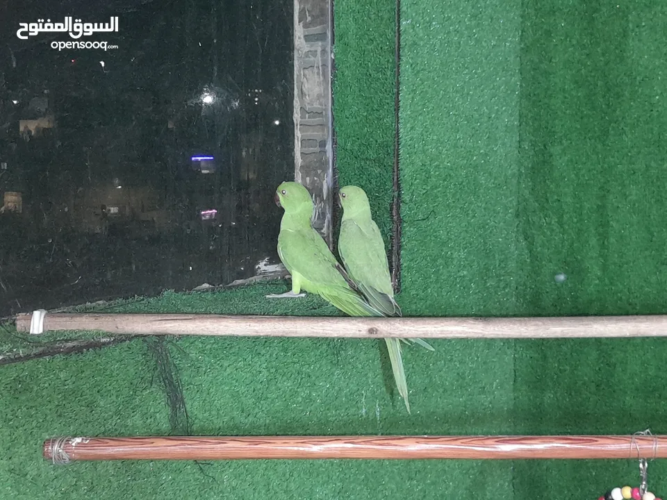 جوز شغال عصافير ضره جامبو مع افراخو 160