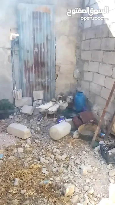 فراخ وز للبيع