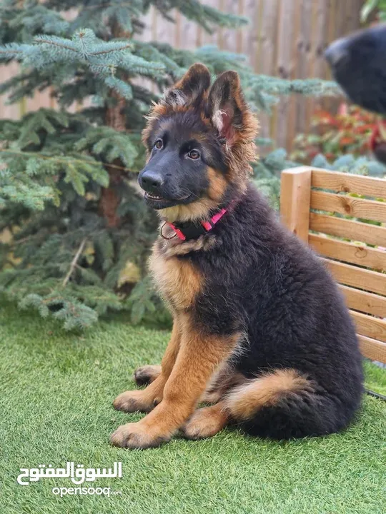 German shepherd puppy