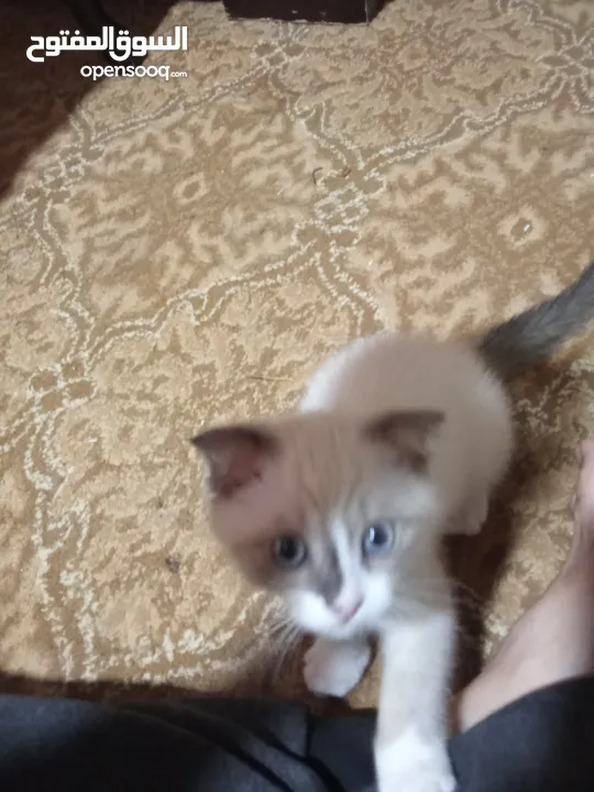 قط سكوتش فولد للبيع