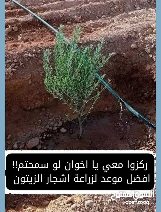 تشيك مزارع